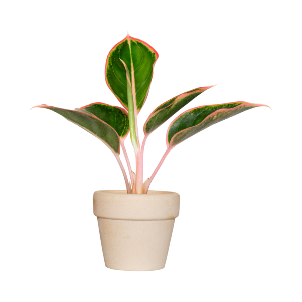 Deigned Plant